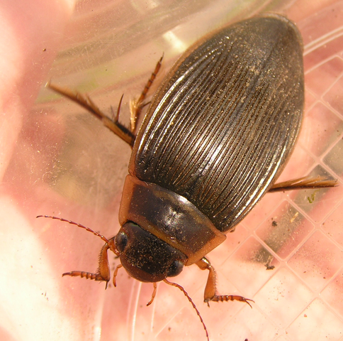 File:Predaceous diving beetle1.png