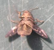 Hexagon jewel beetle2