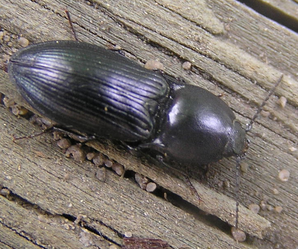 Selastomus sp.