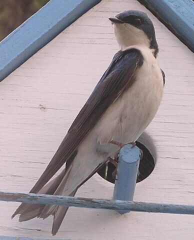 File:Tree Swallow male.jpg