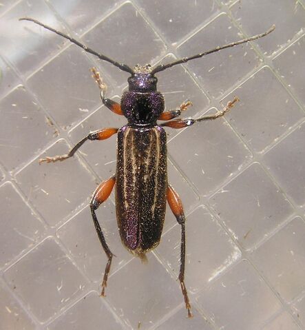 File:Meriellum proteus2.jpg