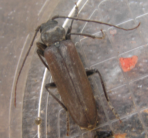 File:Largelonghorn beetle 1.png