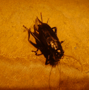 Indoorcockraoch