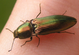 Resplendant Click beetle 1