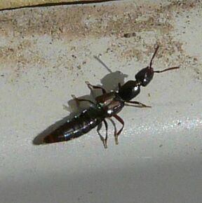 Rove beetle3