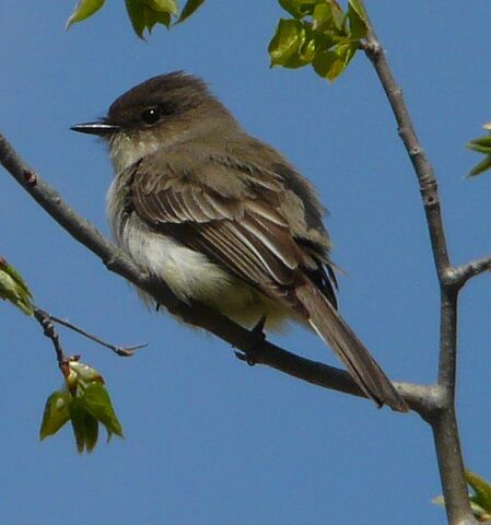 File:Western Wood Flycatcher.jpg