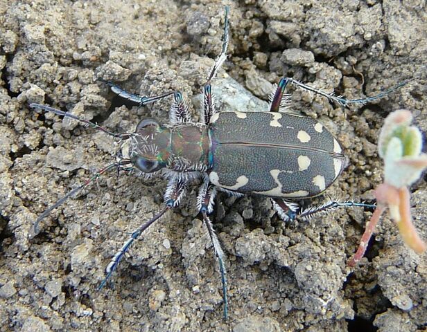 File:12-spotted Tiger beetle.jpg