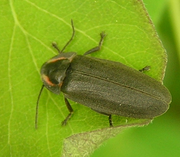 Firefly2