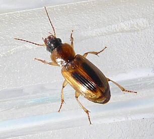 Stenolophus comma1