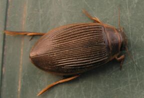 Circumcinctus dorsal view