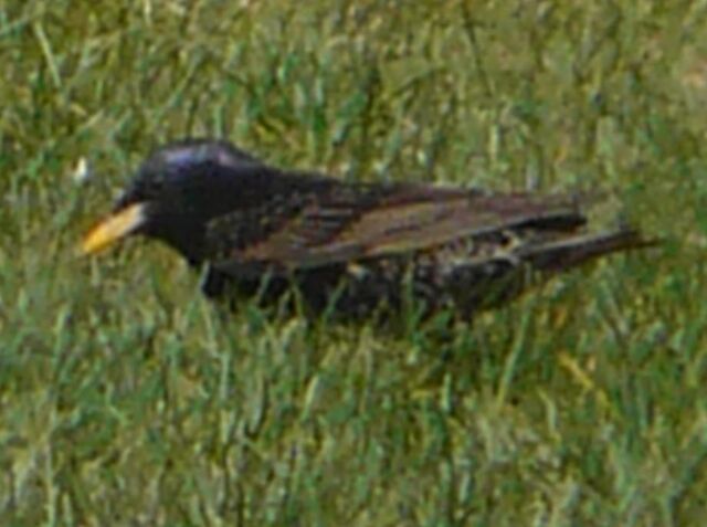 File:European Starling1.jpg