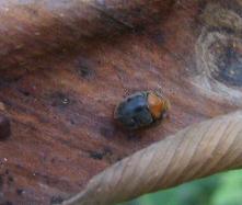 Mealybug destroyer