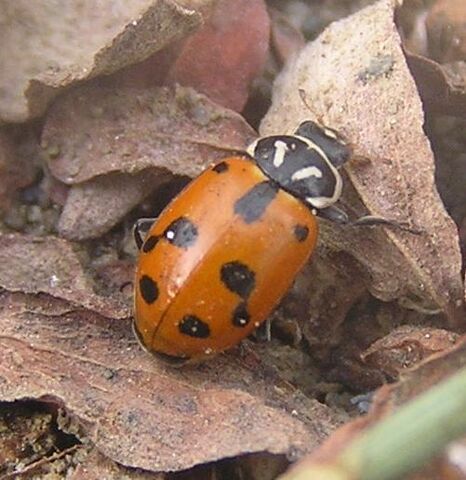 File:Sinuate ladybird2.jpg