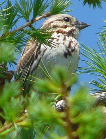 File:Song Sparrow.jpg