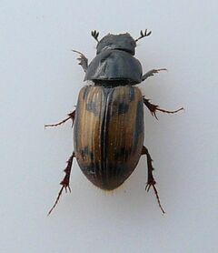Aphodius distinctus