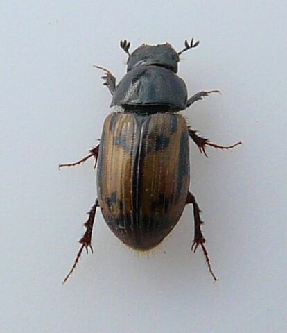 File:Aphodius distinctus.jpg