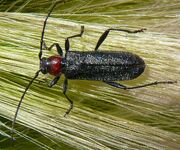 Longhorn beetle 5