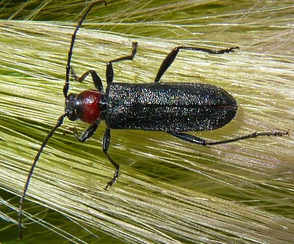 File:Longhorn beetle 5.jpg