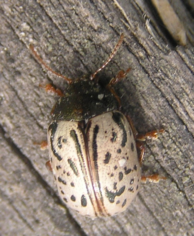 File:Dogwood calligrapha1.png