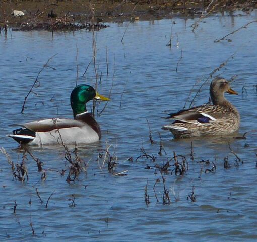 File:Mallard pair.jpg