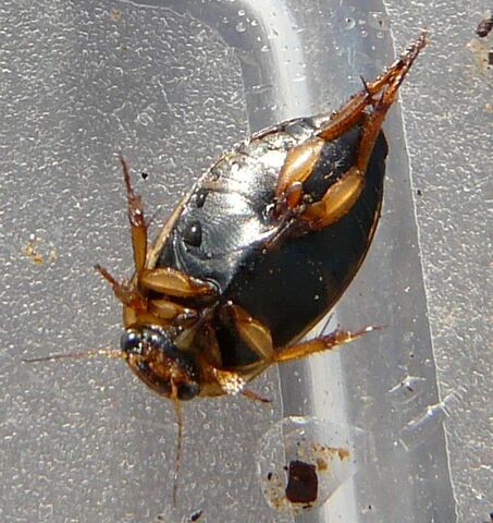 File:Rhantus sericans 5.jpg