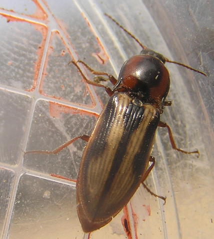 File:Crucifix click beetle.png