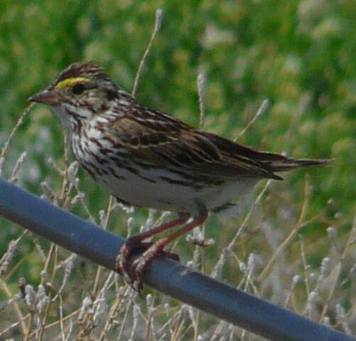 File:Savannah Sparrow.jpg