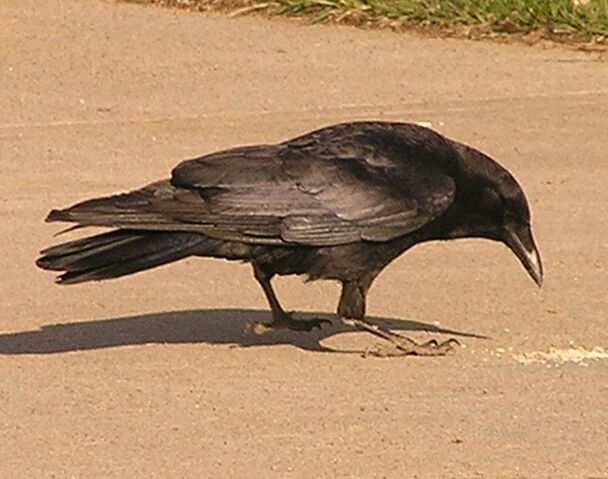 File:American Crow 3.jpg