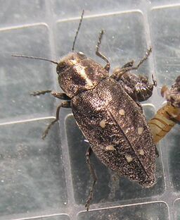 Hexagon jewel beetle