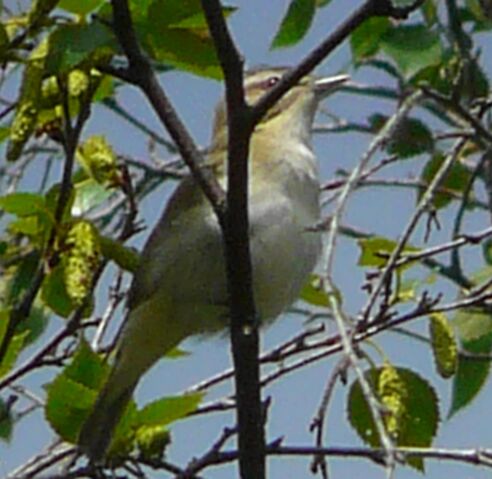 File:Red-eyed Vireo 2.jpg