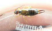 Earwig2