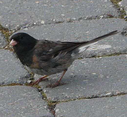 File:Dark-eyed Junco.jpg