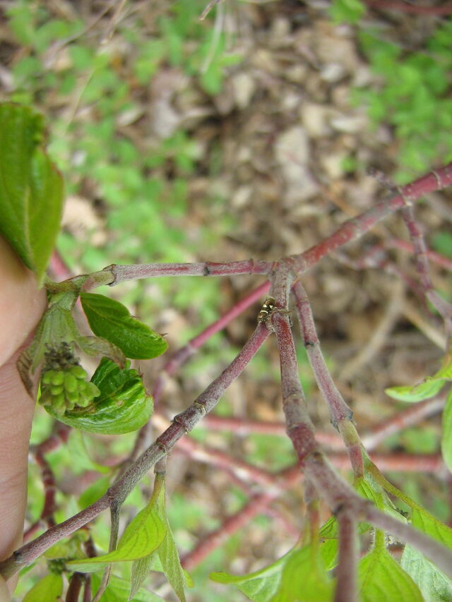 File:IMG 0504.jpg