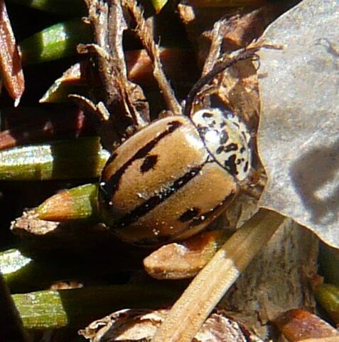 File:Mulsantina hudsonica1.jpg