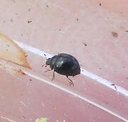 Microladybird1