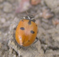 Sinuate ladybird 1