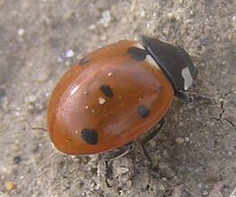 7-spotted ladybird2