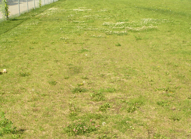 File:Habitat, flatmeadow2.png