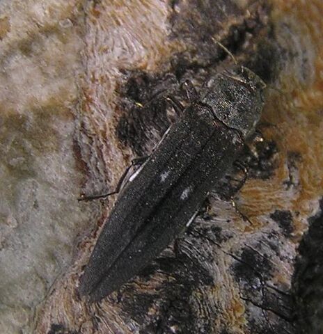 File:Agrilus sp. twin-spot.jpg
