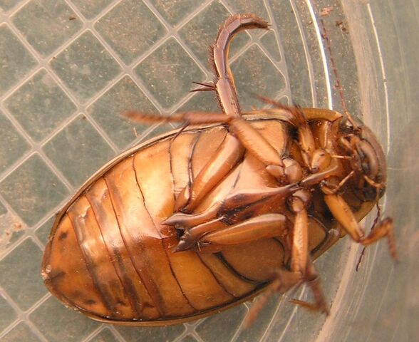 File:P diving beetle.jpg