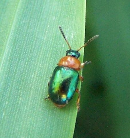 File:Gastrophysa polygoni.jpg