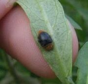 Mealybug destroyer2