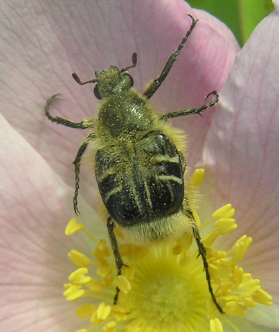 File:Trichiotinus assimilis.png
