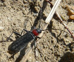 P. collaris longhorn beetle