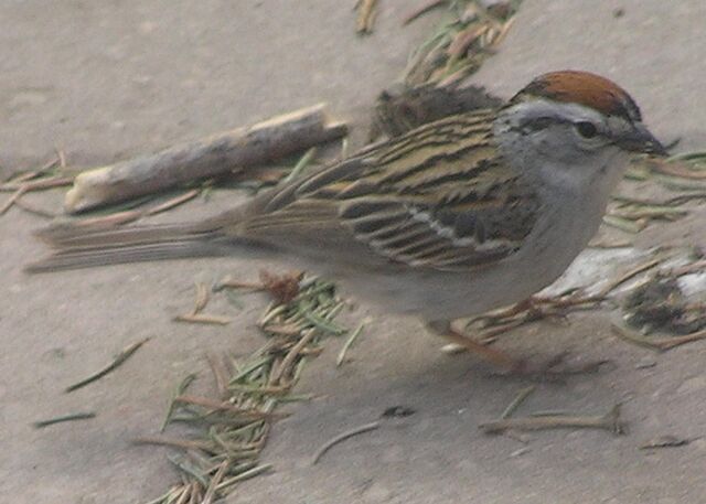 File:Chipping Sparrow1.jpg