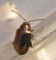 Copper flea beetle