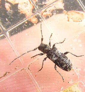 Pogonocherus mixtus2