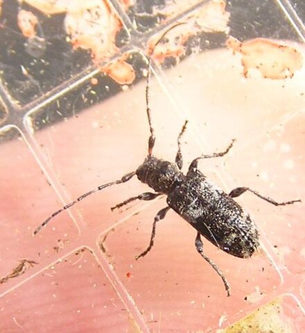 File:Pogonocherus mixtus2.jpg