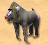 Crasyzoo affe