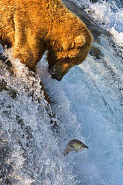 Grizzly Bear Fishing